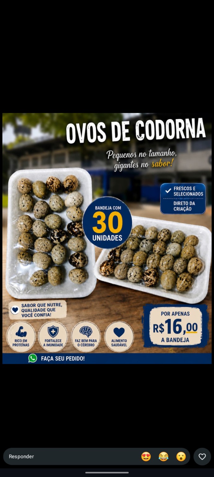 Bandejas com ovos de codorna